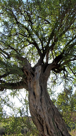 drzewo arganowe